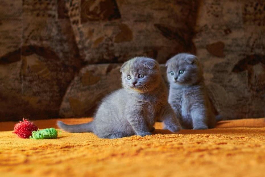 Кот шотландский вислоухий циннамон