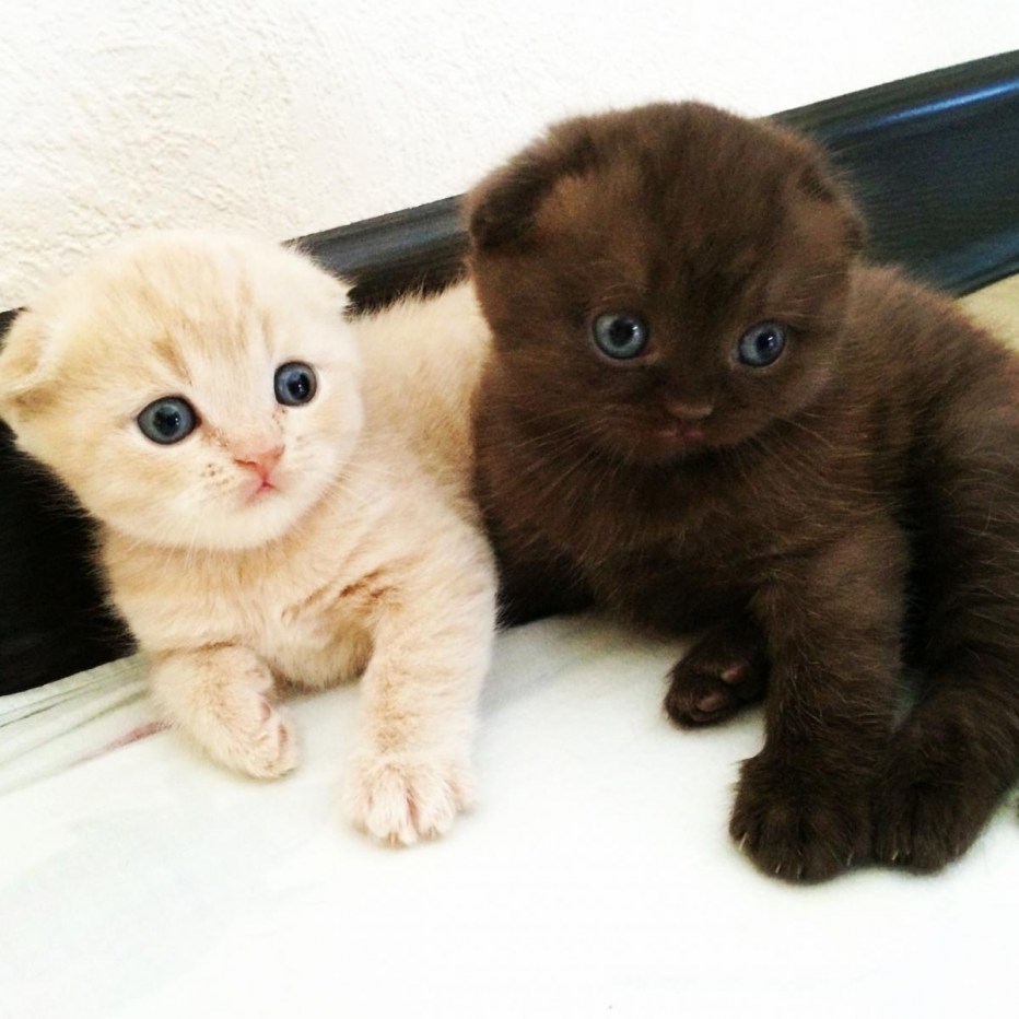 Скоттиш страйт и скоттиш фолд отличия