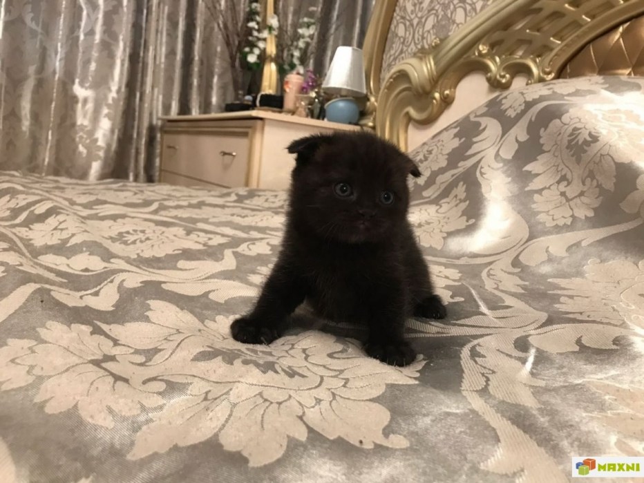 Котенок британец шоколад