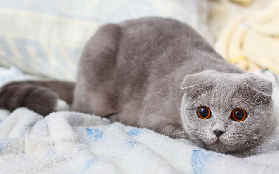 Скоттиш фолд лиловые и шоколадные