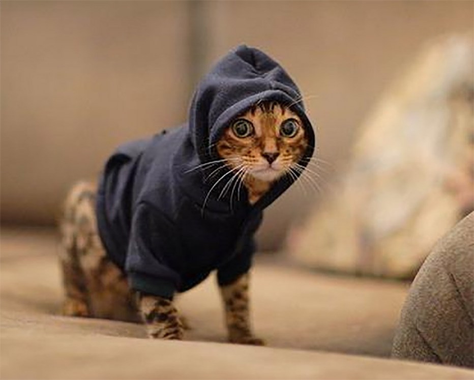 Кот в капюшоне