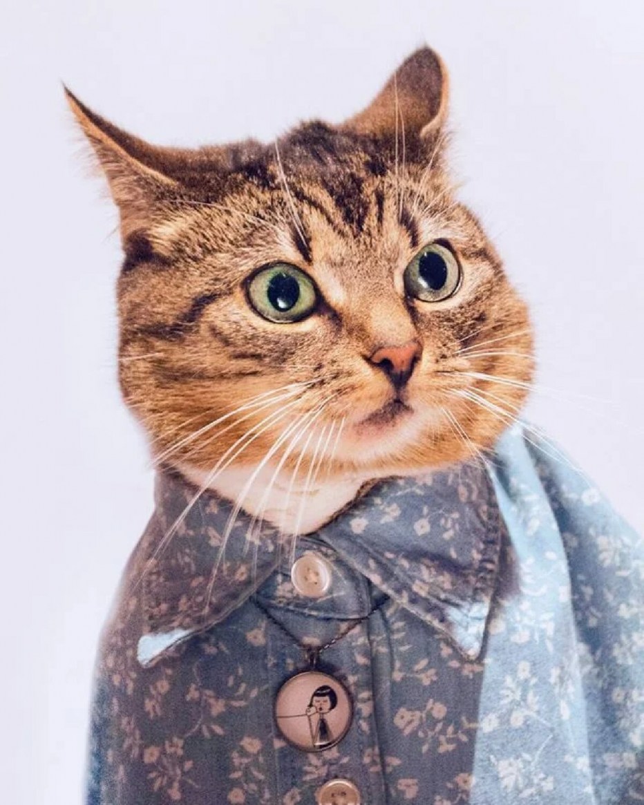 Стильный кот