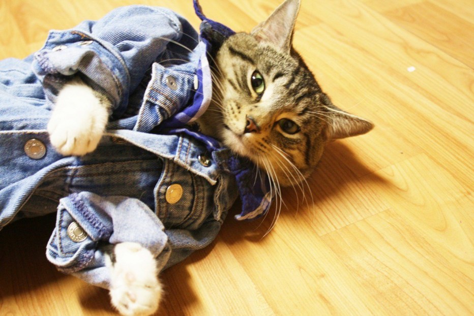 Смешные котята в одежде
