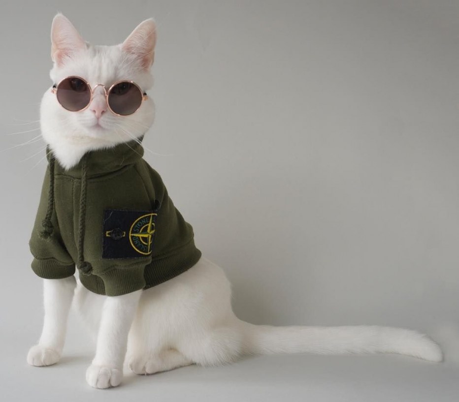 Модные коты