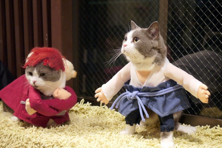 Коты в костюмах косплей