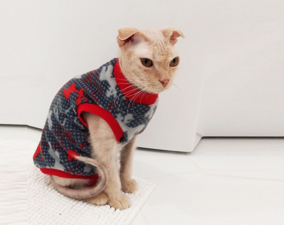 Кошка в одежке