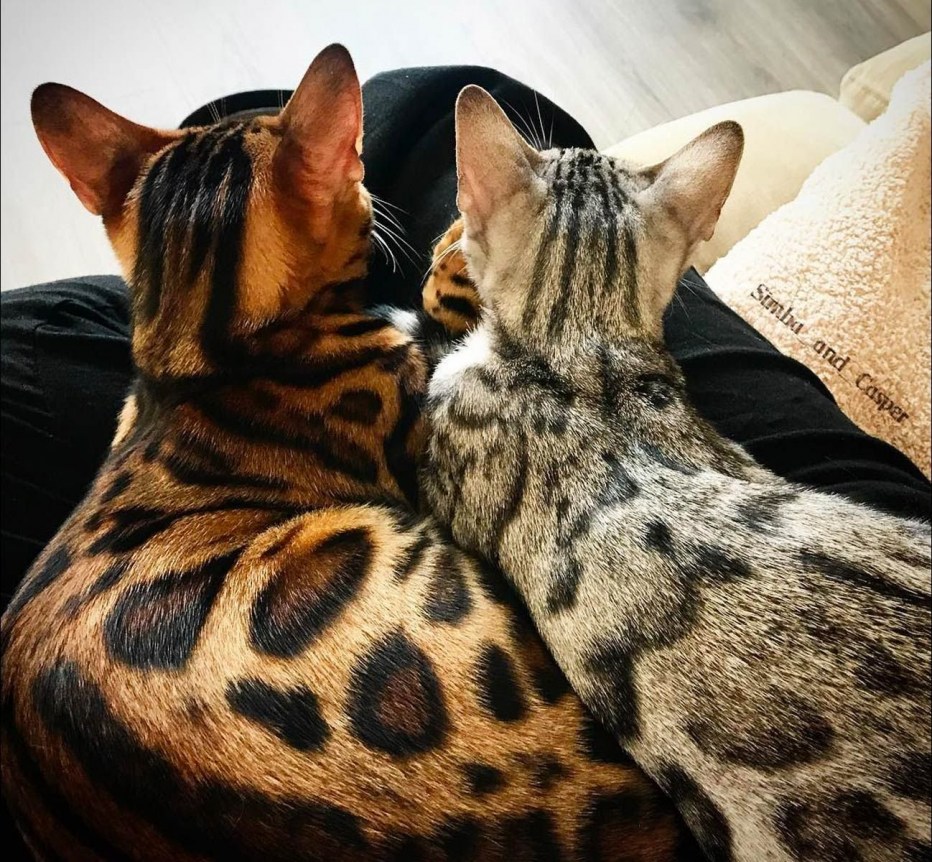 Бенгальская кошка Сильвер