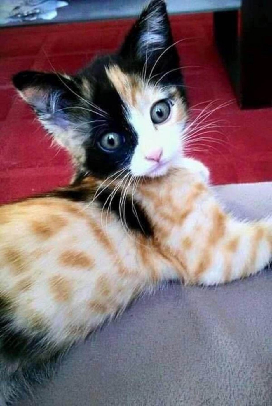 Необычные расцветки кошек