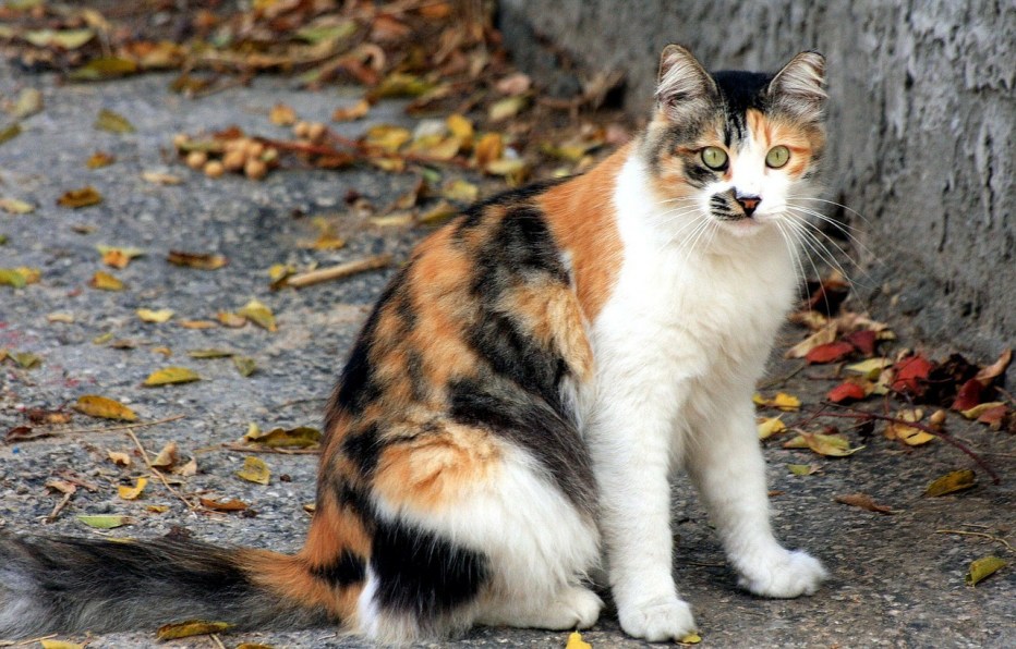 Сибирская Калико кошка