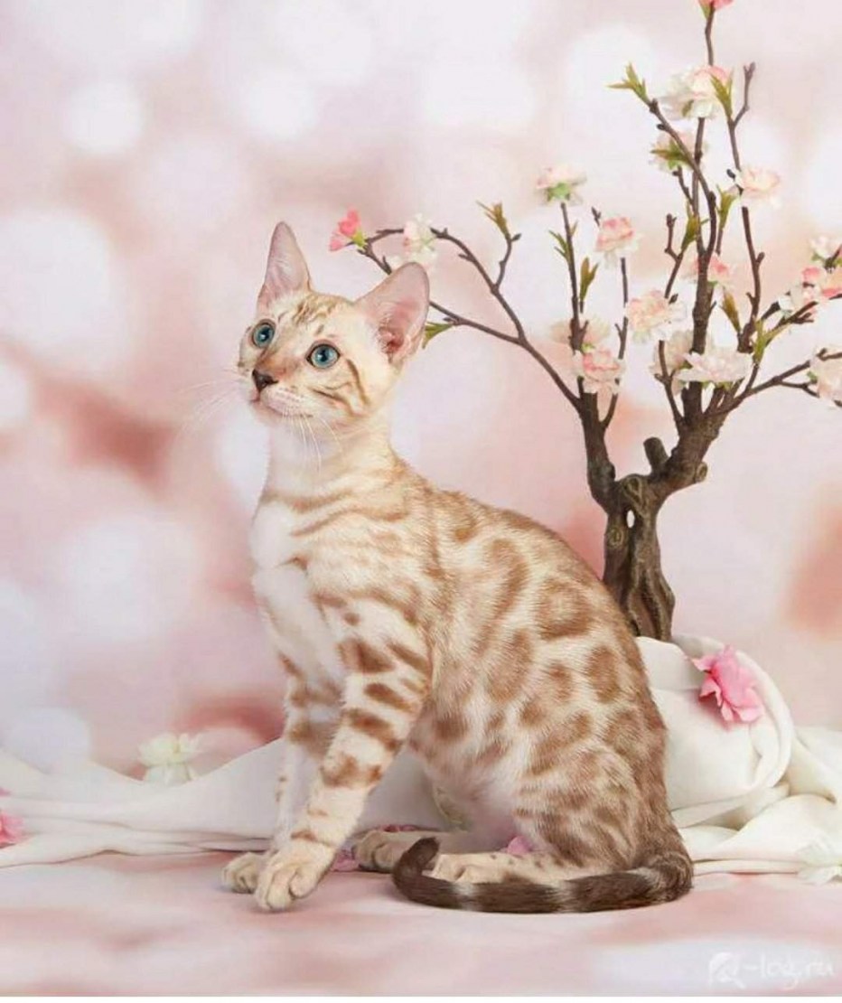 Пестрая кошка