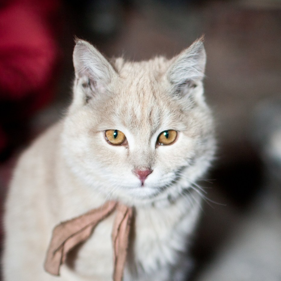 Расцветки кошек редкие