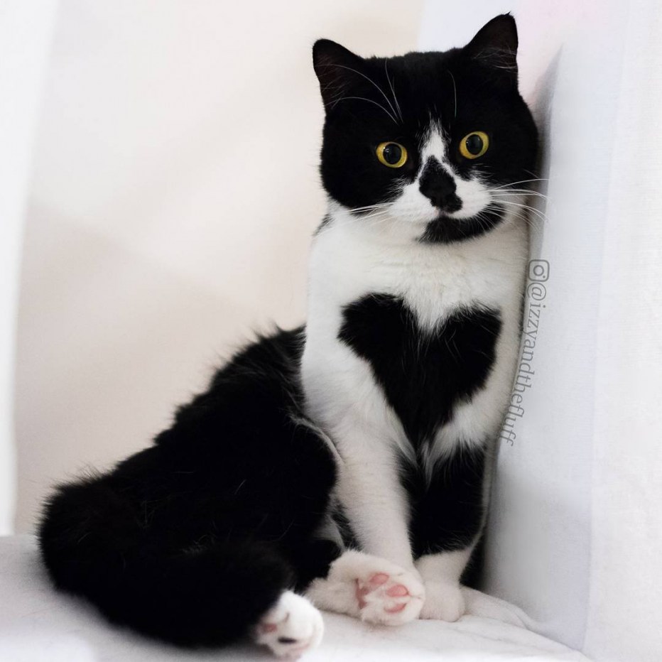 Кот с необычным окрасом