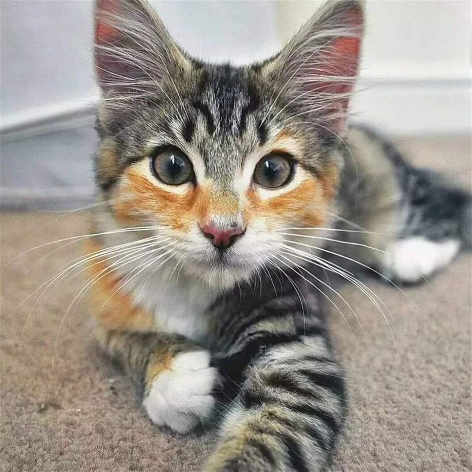 Необычные окраски кошек