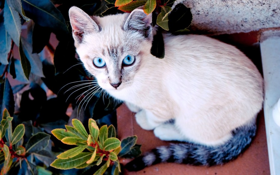 Акринская кошка