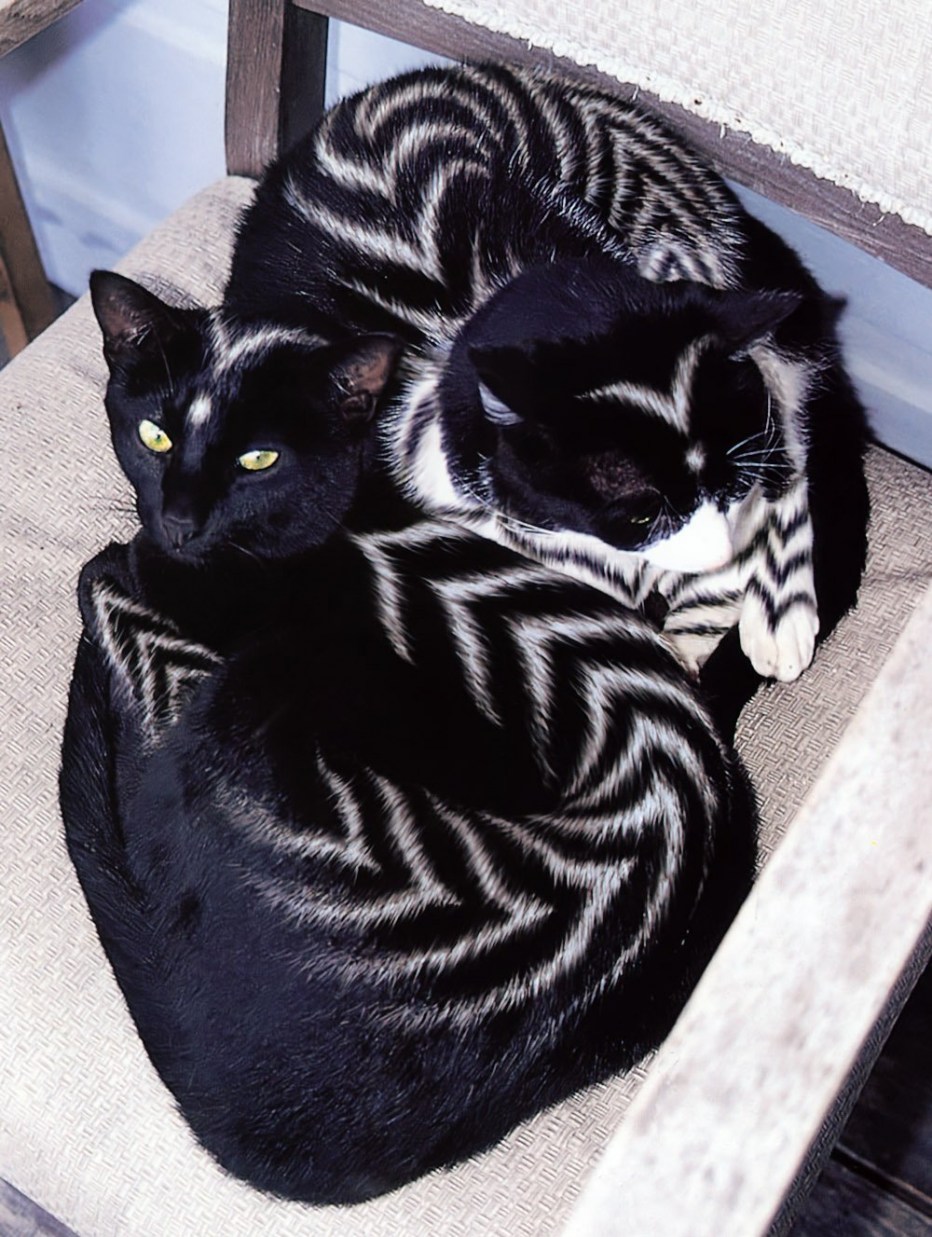 Кошку покрасили