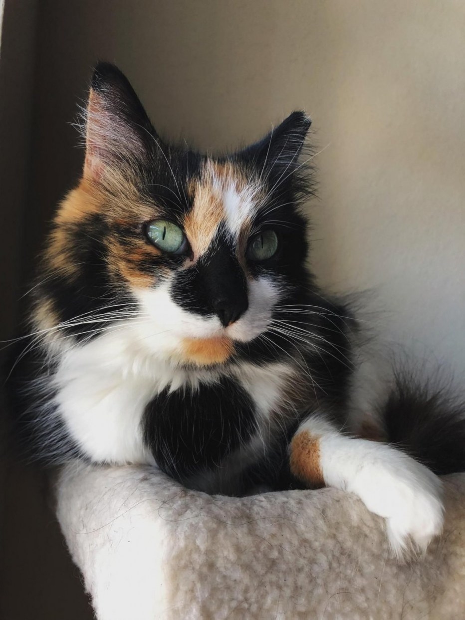 Трехшерстная кошка