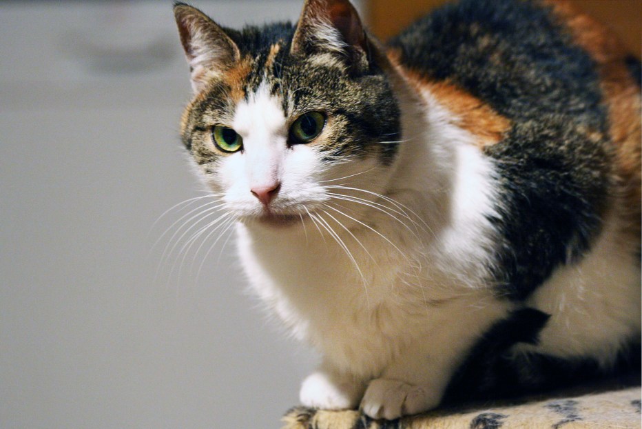 Коты Воители окрасы