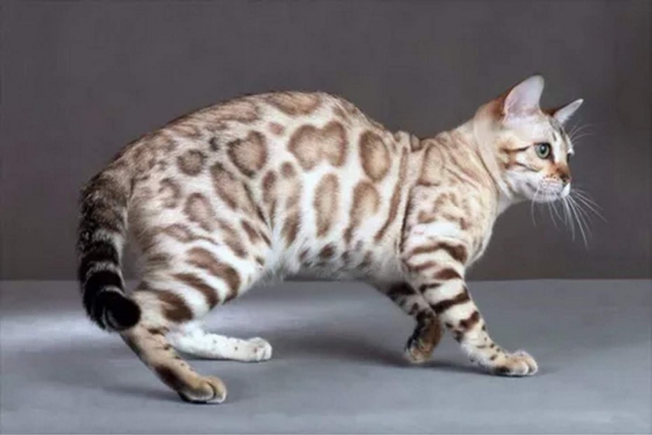 Кот Скрэппи мраморный