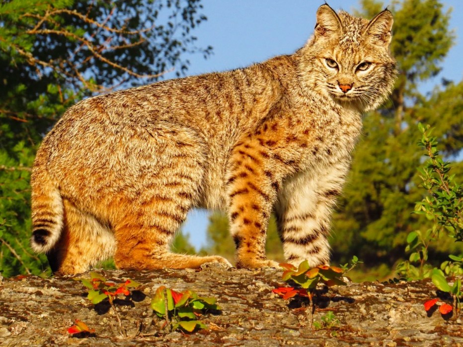 Рыжая Рысь Северной Америки