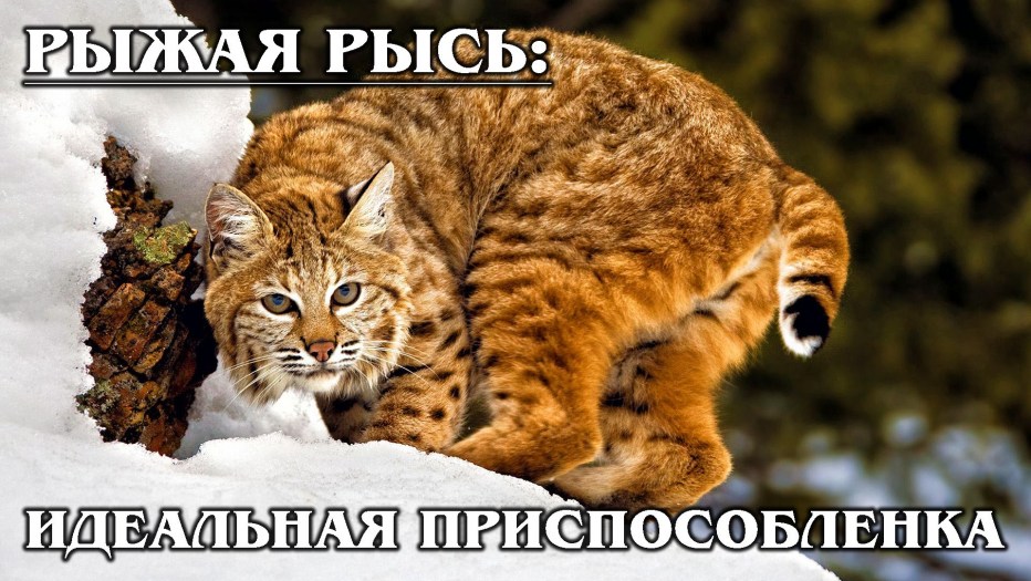 Рыжая Рысь Бобкэт