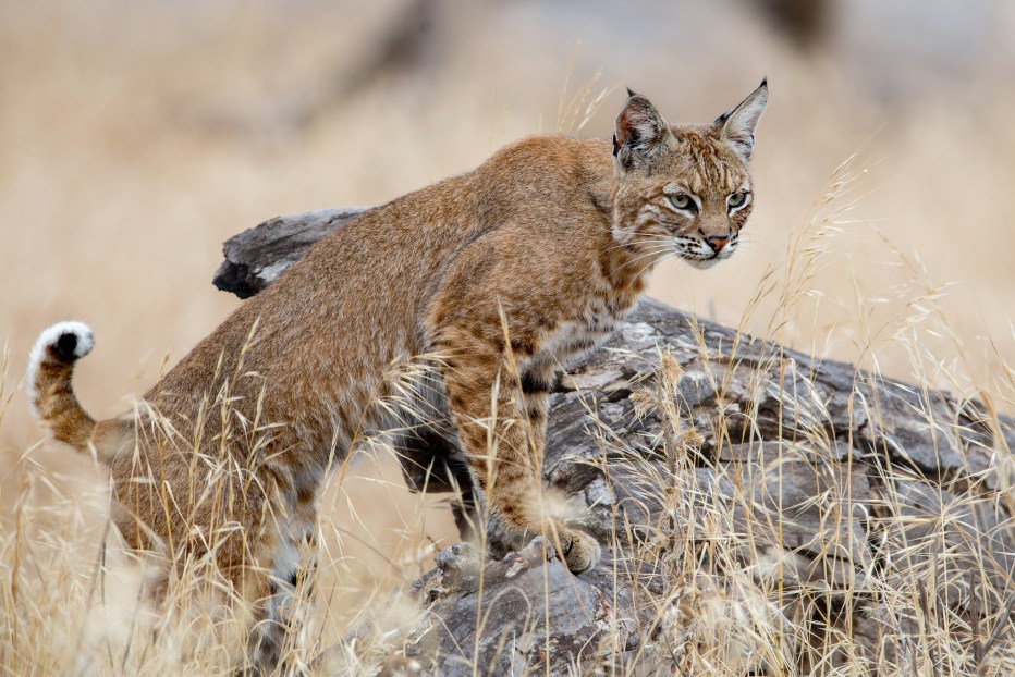 Lynx Rufus Gigas