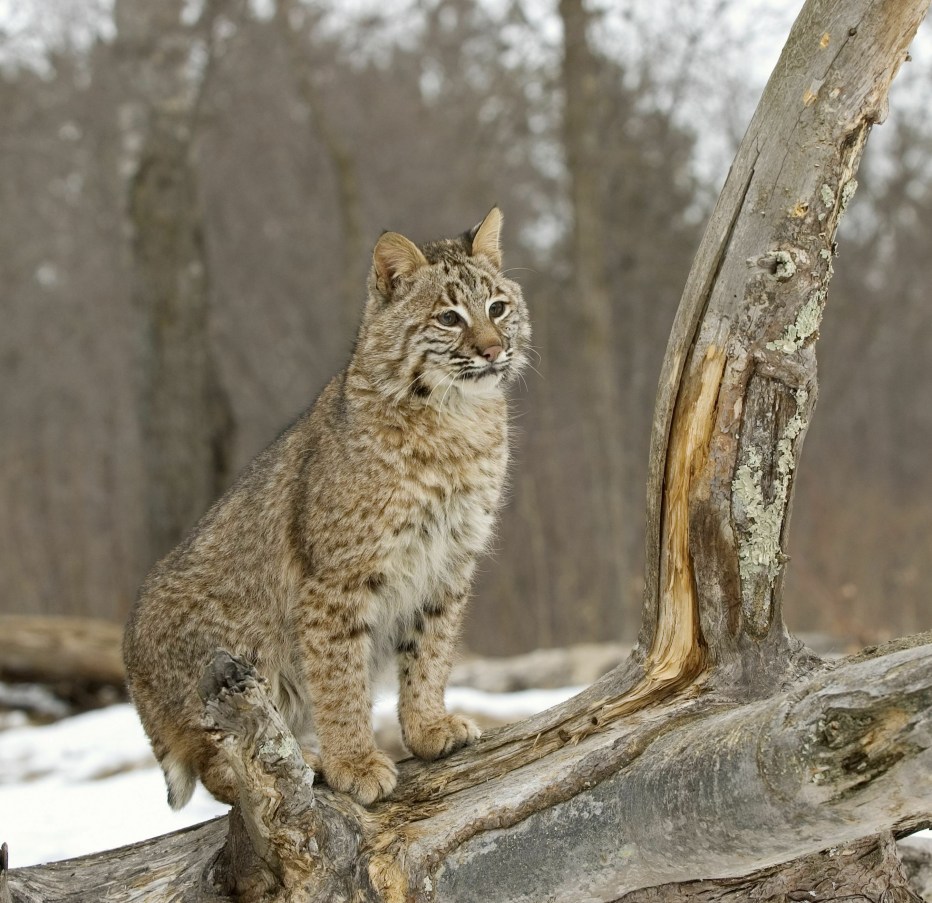 Lynx Оцелот