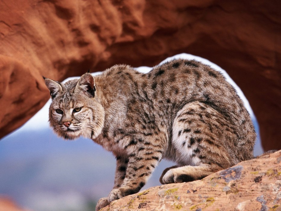 Lynx Pantera
