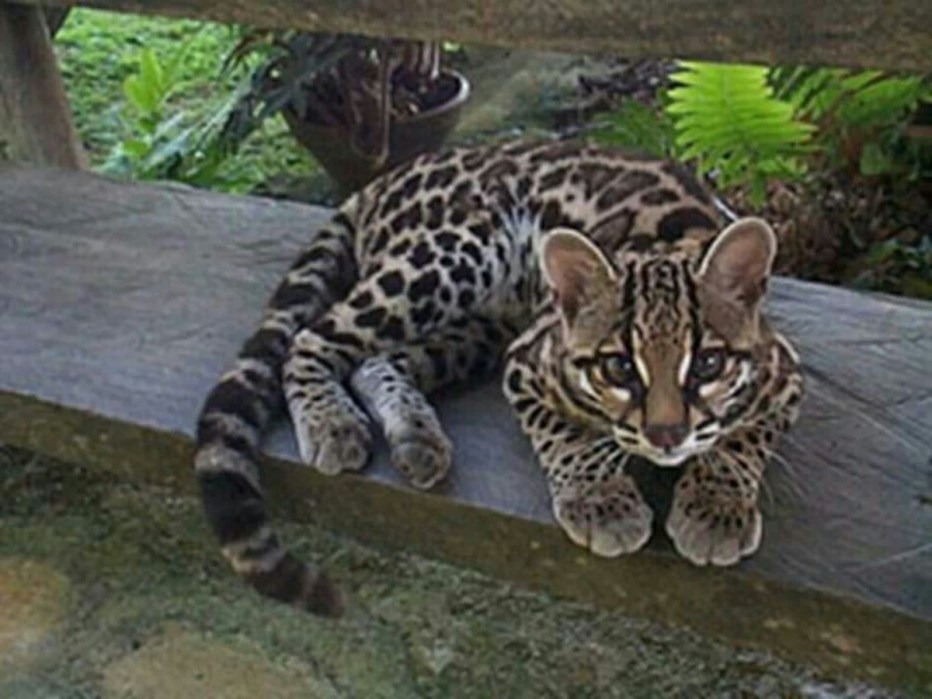 Моргай кот