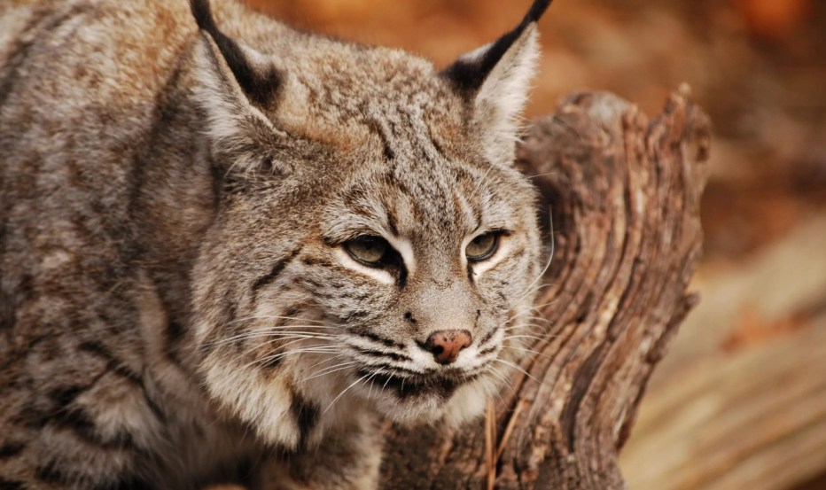 Bobcat кошка
