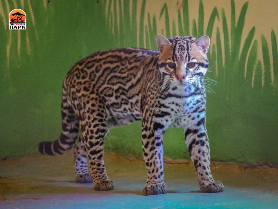Фигурка рыбный кот Оцелот