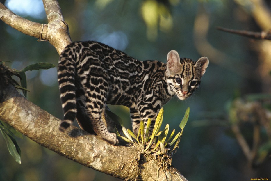 Оцелот (leopardus pardalis)