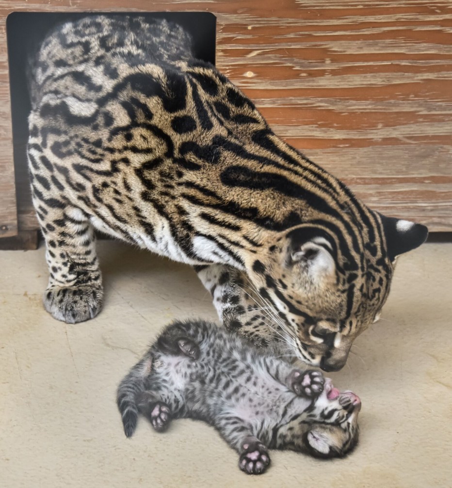 Ацелот новорождённые котята