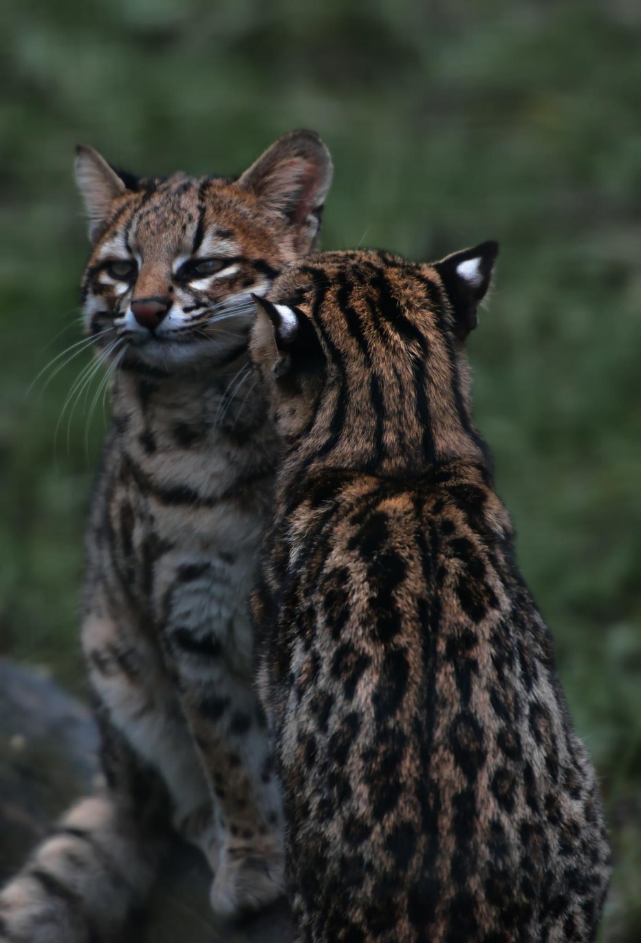 Онцилла тигровая кошка