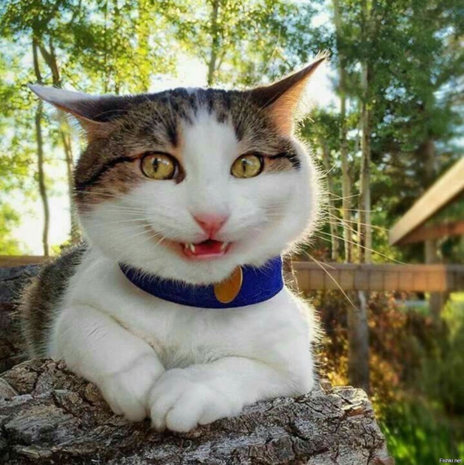 Довольный кот
