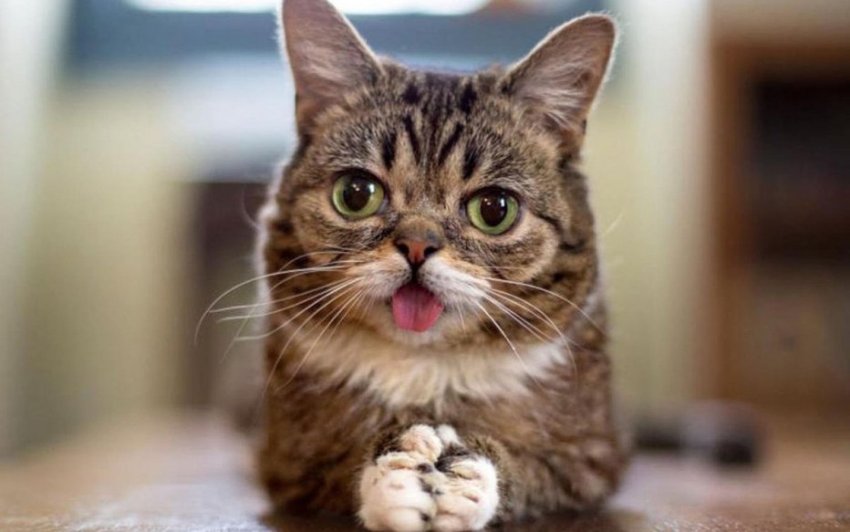 Смешные котики