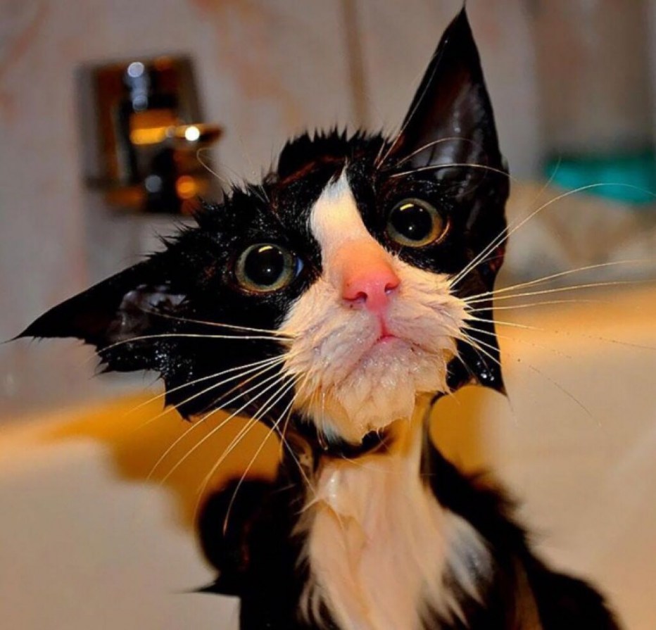 Смешной кот