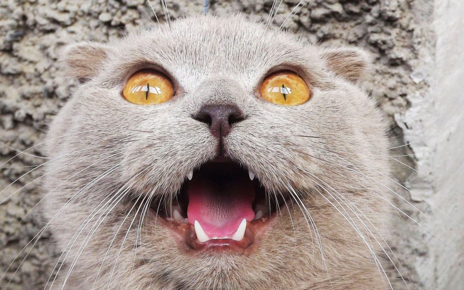 Ржачные коты