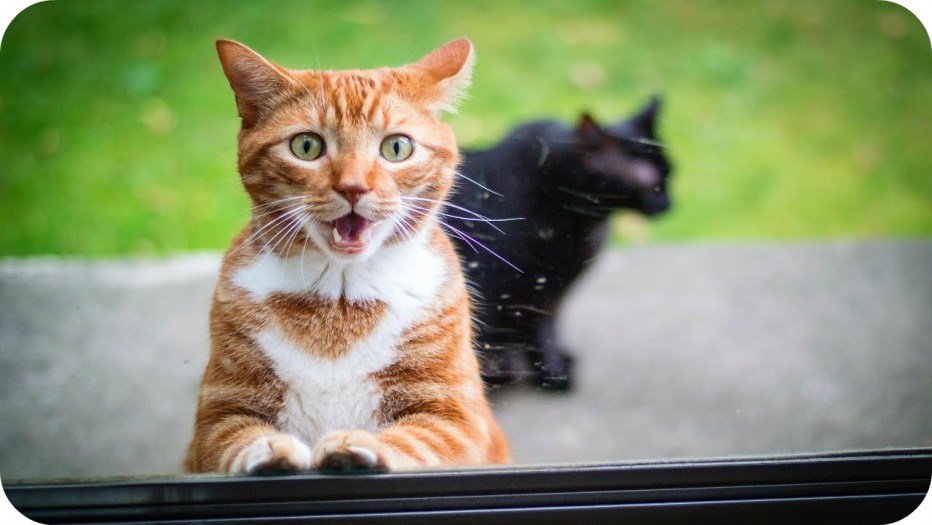 Удивительный кот