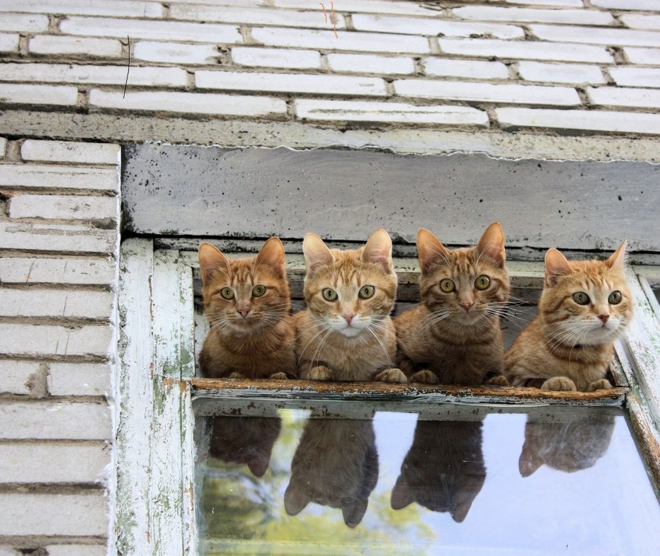 Котята юмор