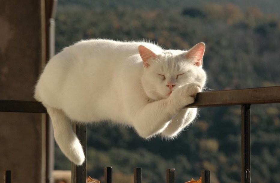 Смешной белый кот