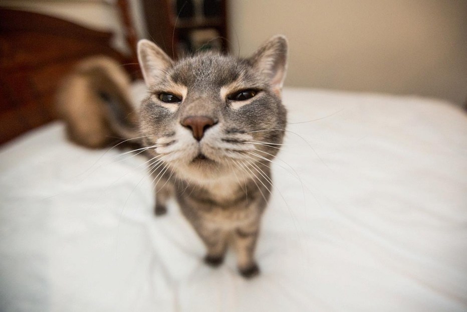 Прикольные коты