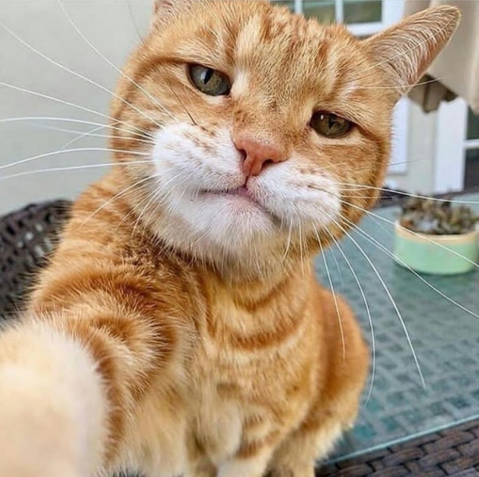 Прикольный рыжий кот