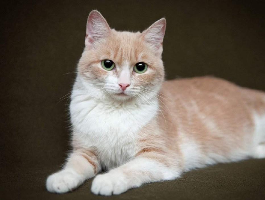 Кошка Сибирская персик