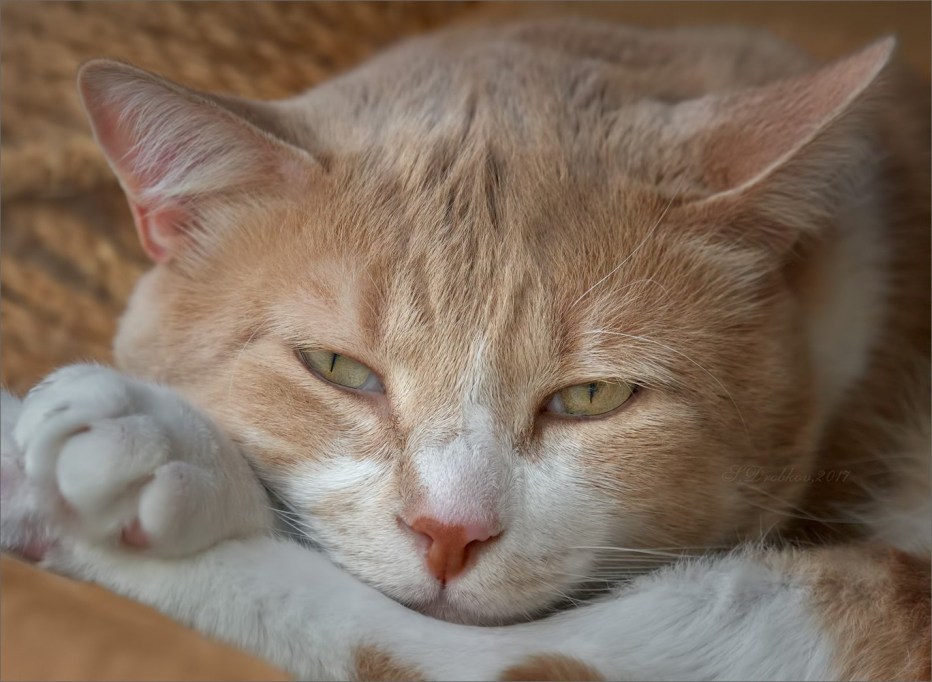 Бежевый котик