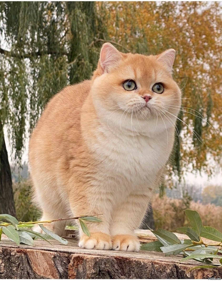 Бежевый котенок