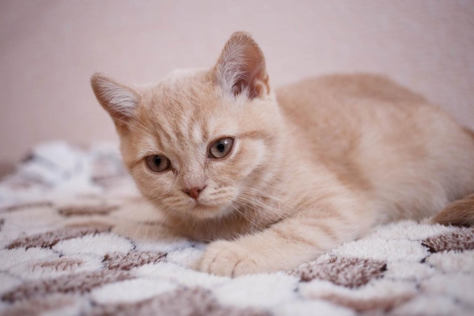 Кот британский гладкошерстный палевый