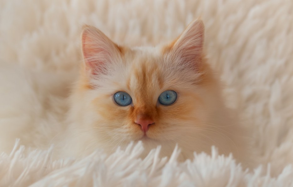 Сибирские коты персиковые