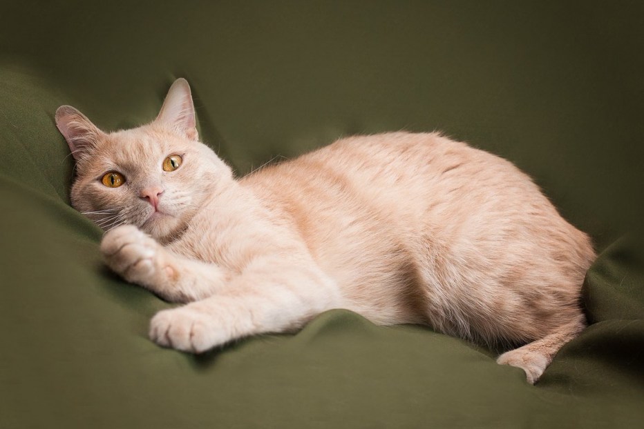 Персиковый котенок