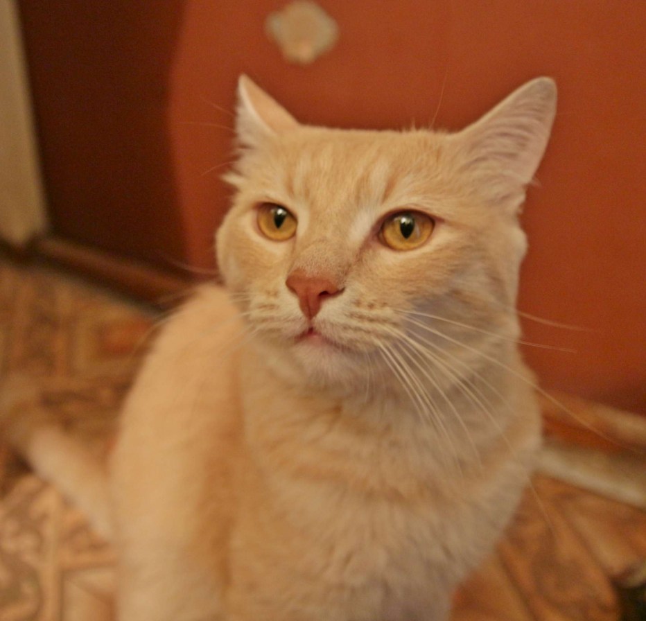 Манчкин кот персиковый