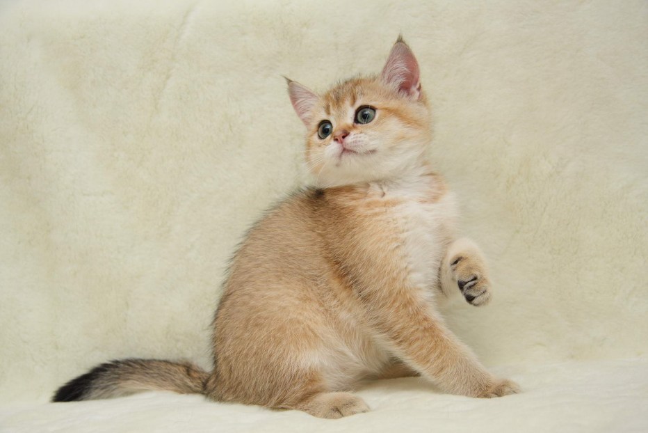 Кремовая кошка